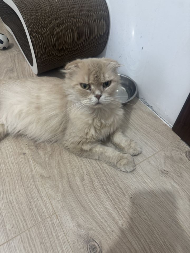 Бесплатно