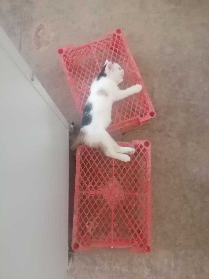Бесплатно