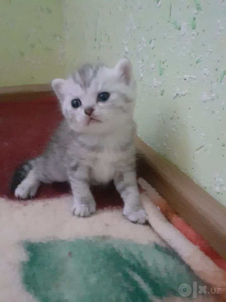 1 300 000 UZS