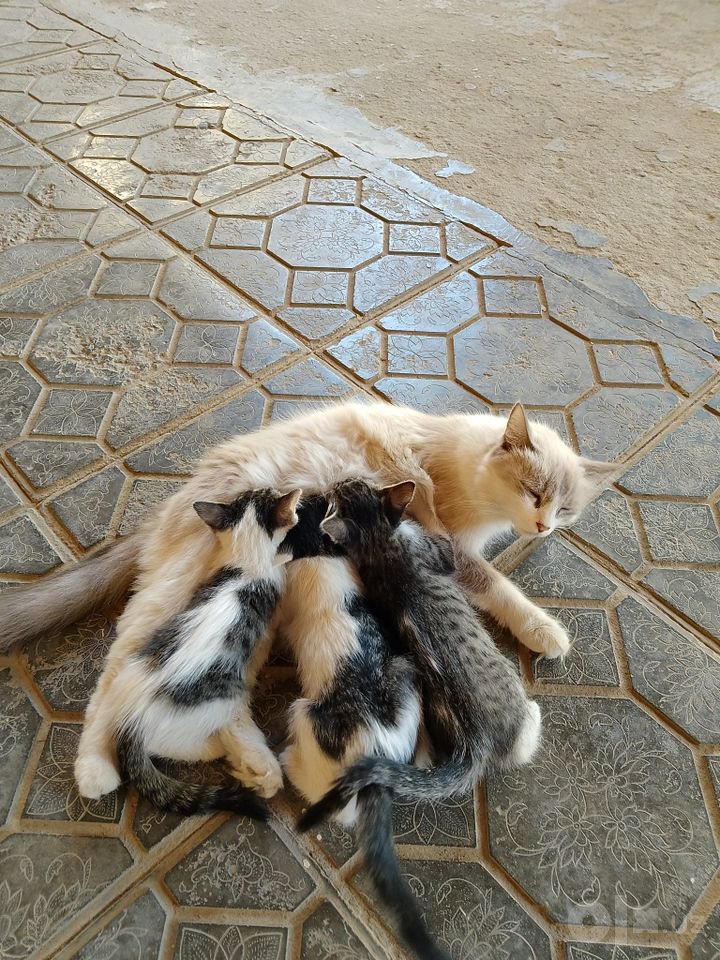 Бесплатно