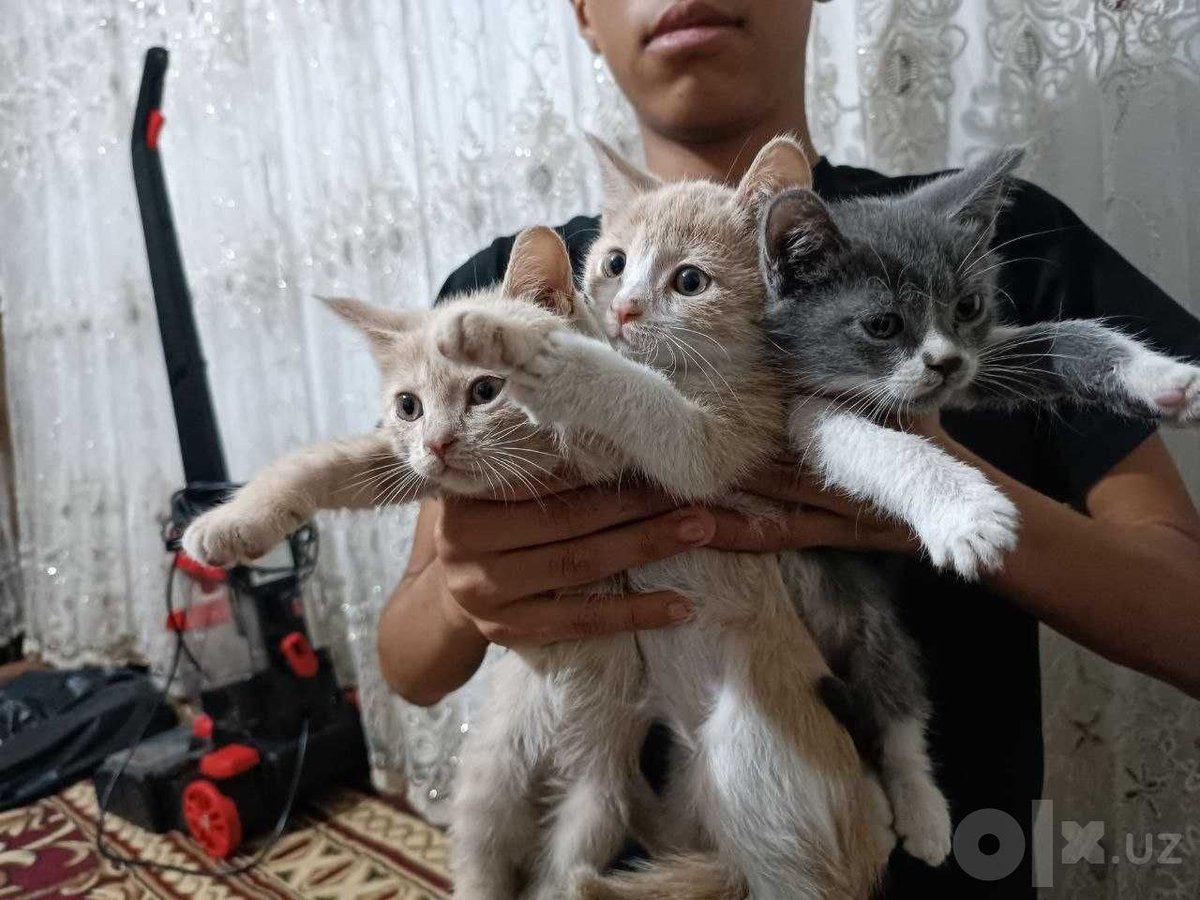 300 000 сум