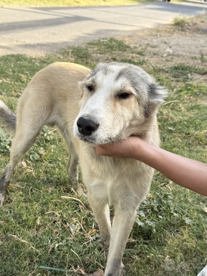 Бесплатно