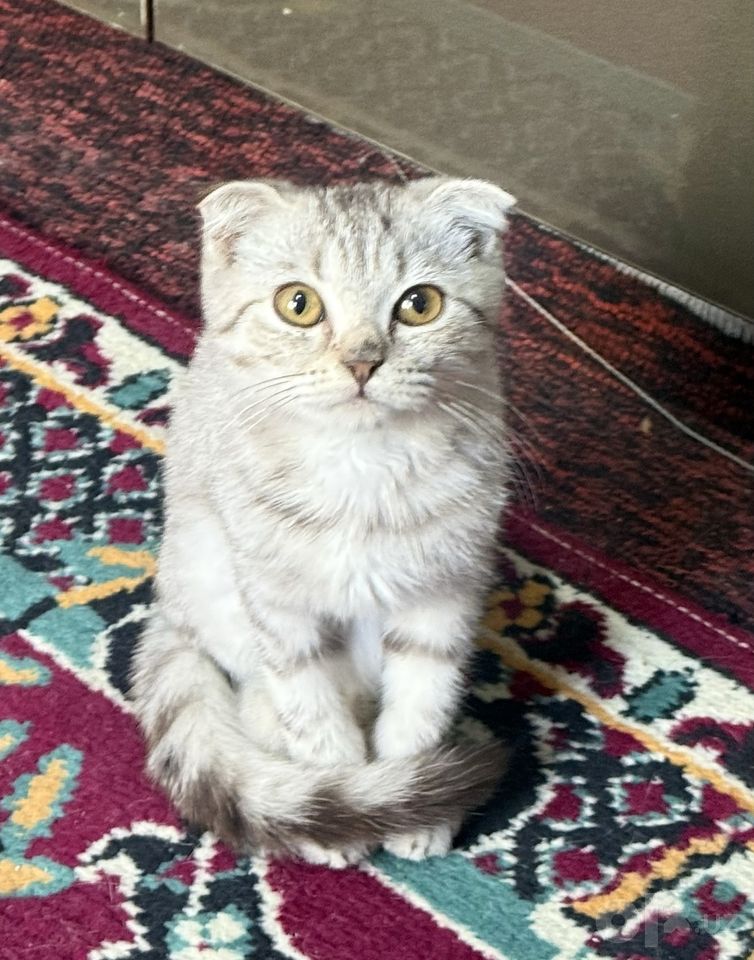 450 000 сум