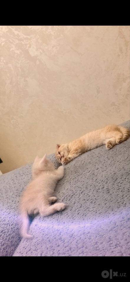 700 000 сум