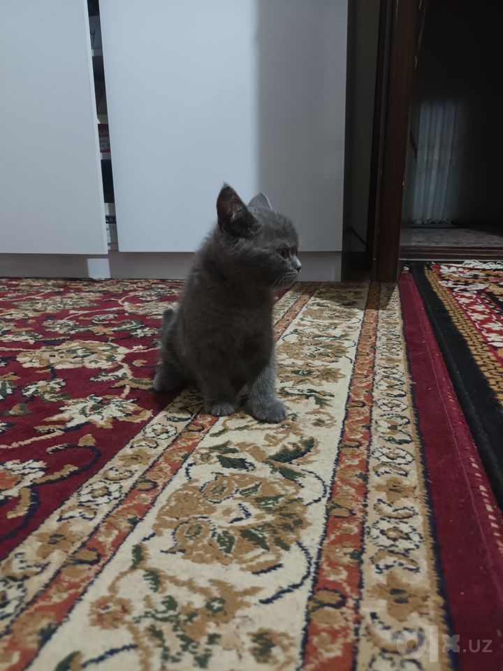 1 265 000 сум