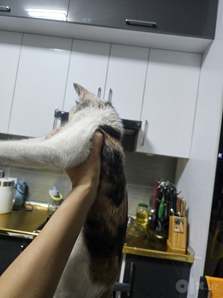 Free