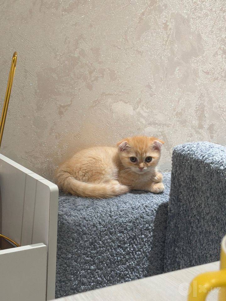 700 000 сум