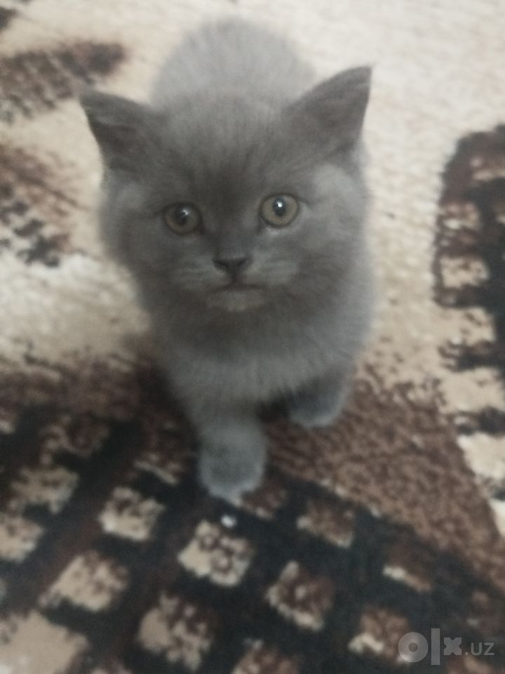 900 000 сум