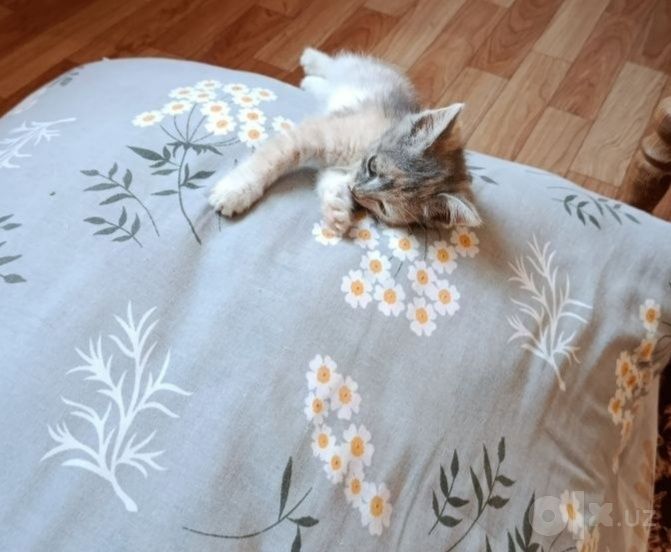Бесплатно