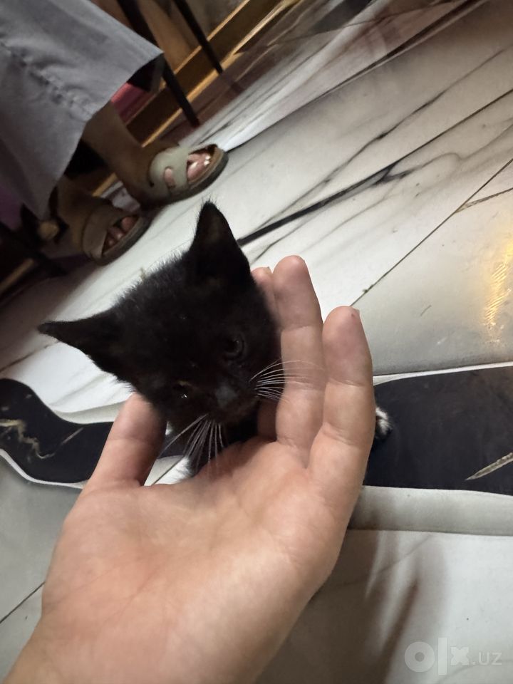 Free