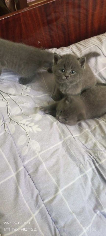 500 000 сум