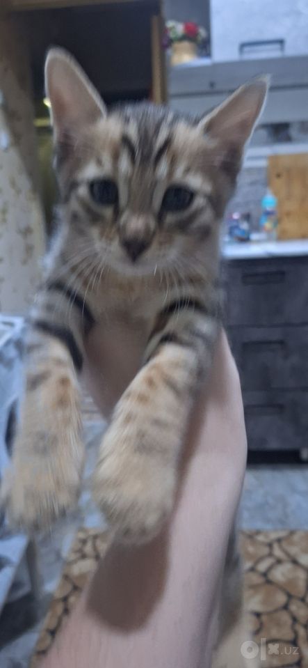 500 000 сум
