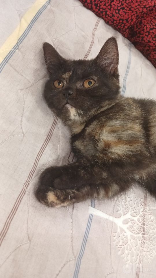 250 000 сум