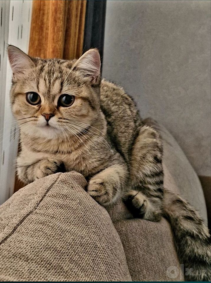 1 200 000 сум