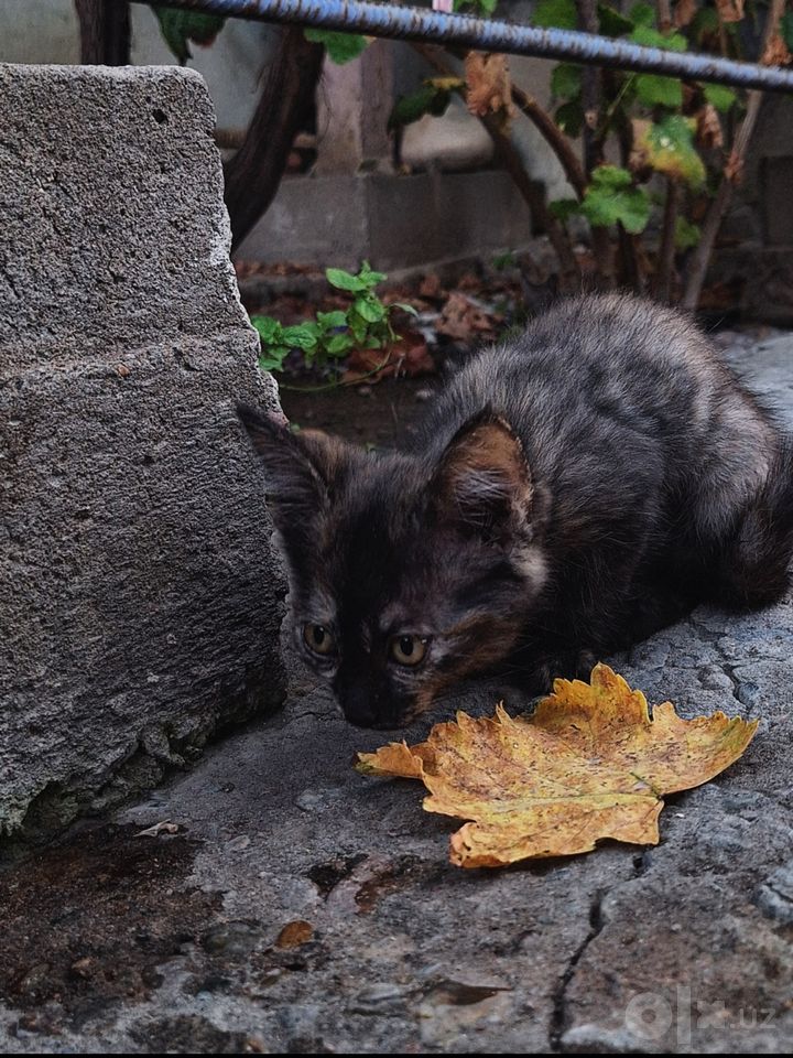 Бесплатно