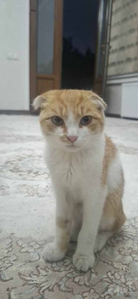 1 200 000 сум