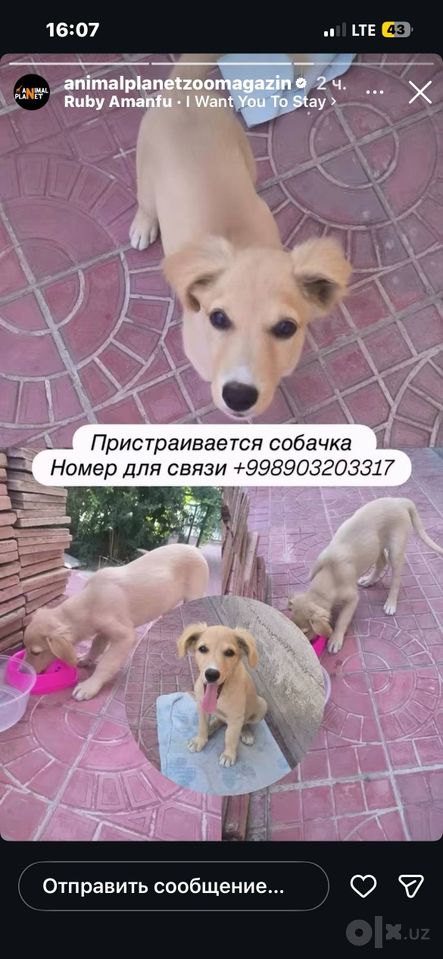 Free