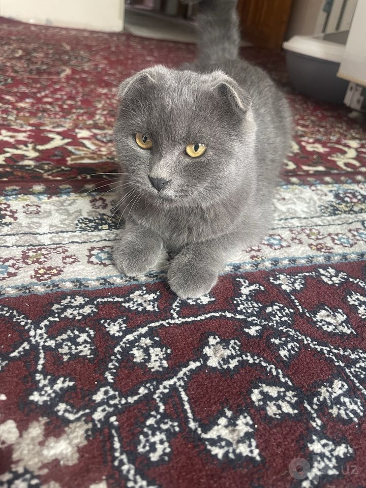 750 000 сум