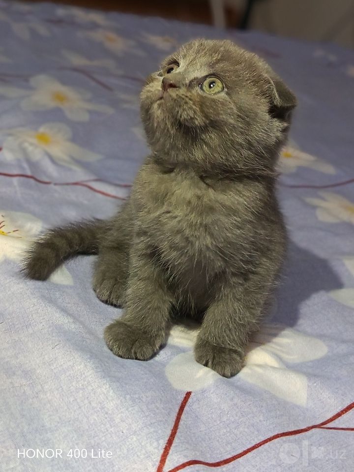 850 000 UZS