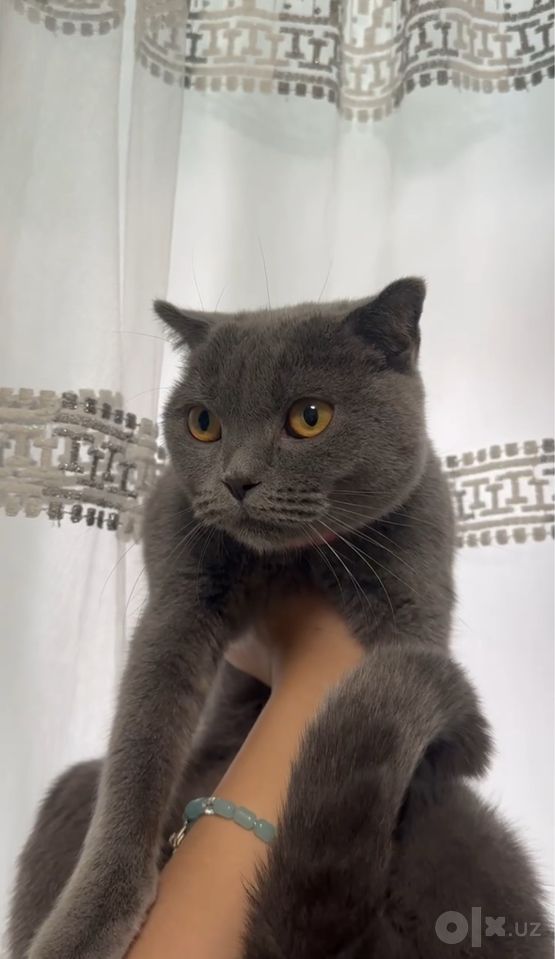 500 000 сум