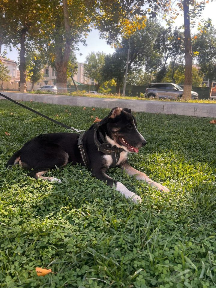 Бесплатно