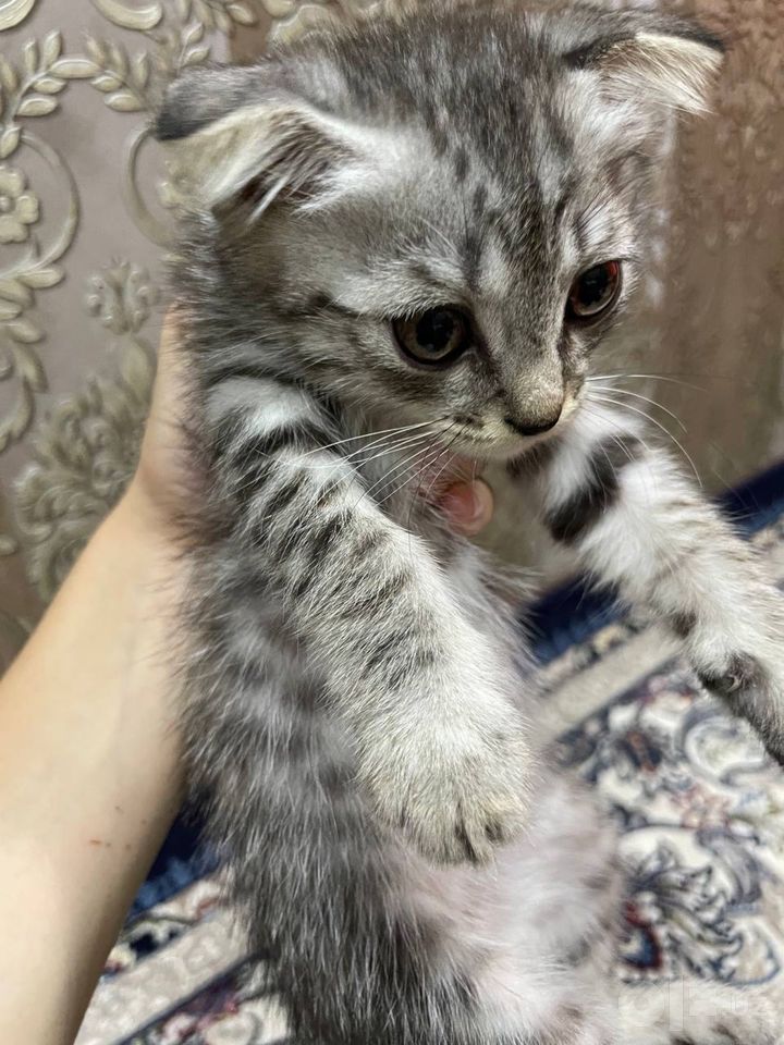 500 000 сум