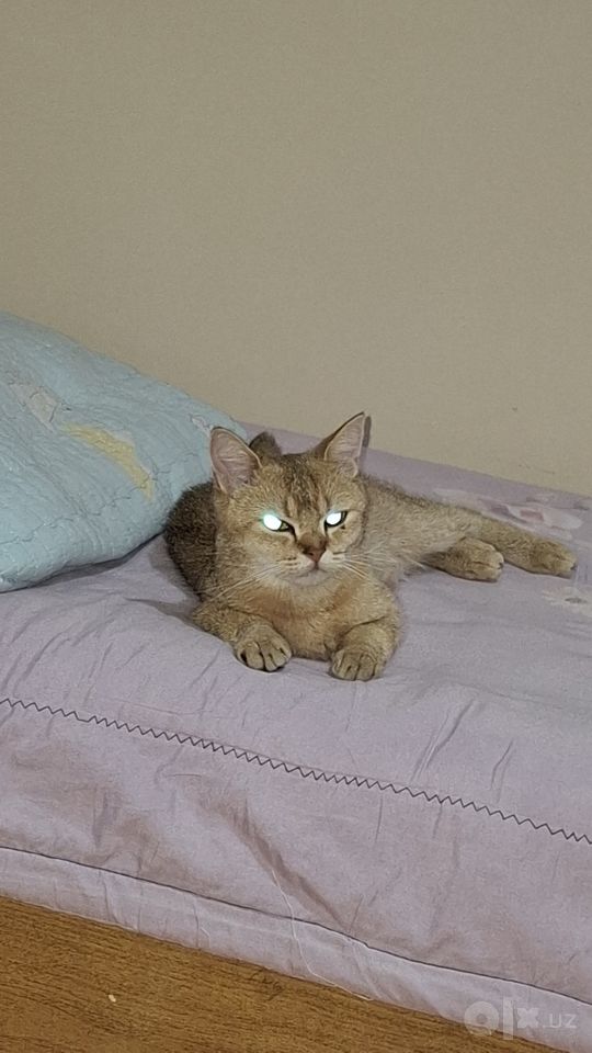 700 000 сум