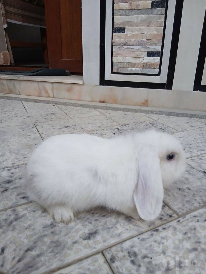 300 000 сум