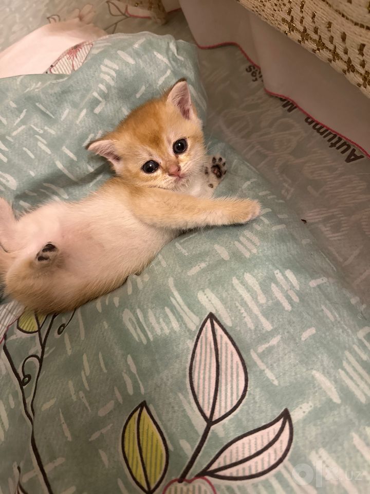 130 USD