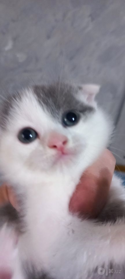 800 000 сум