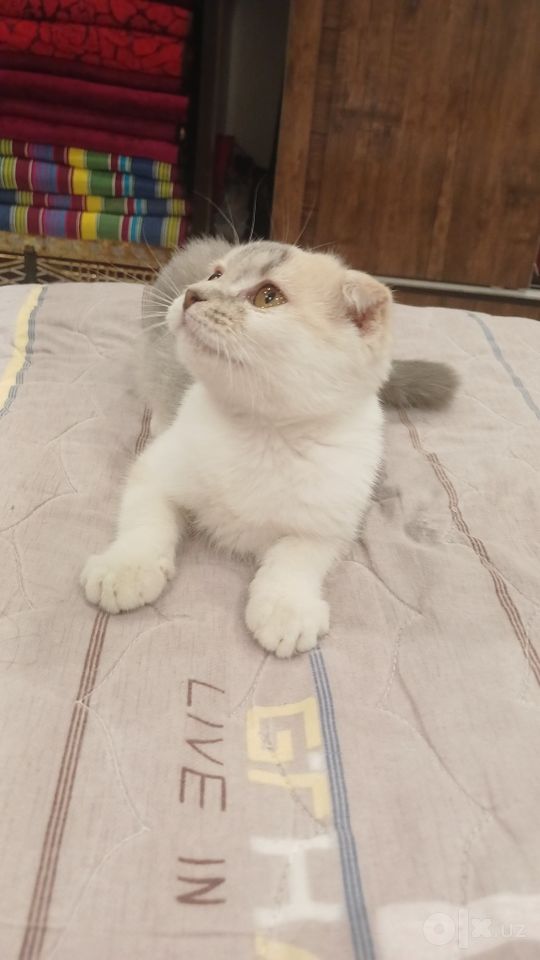 250 000 сум
