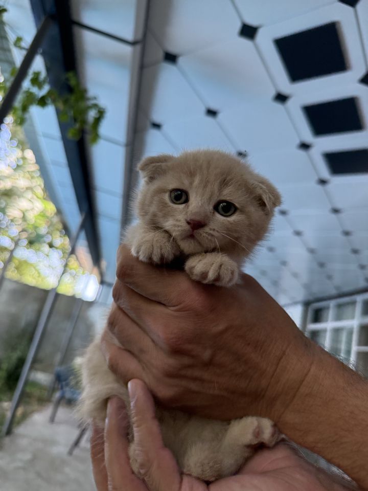 300 000 сум