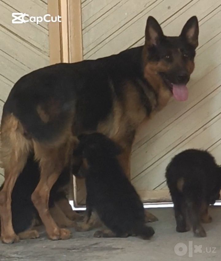 2 000 000 сум