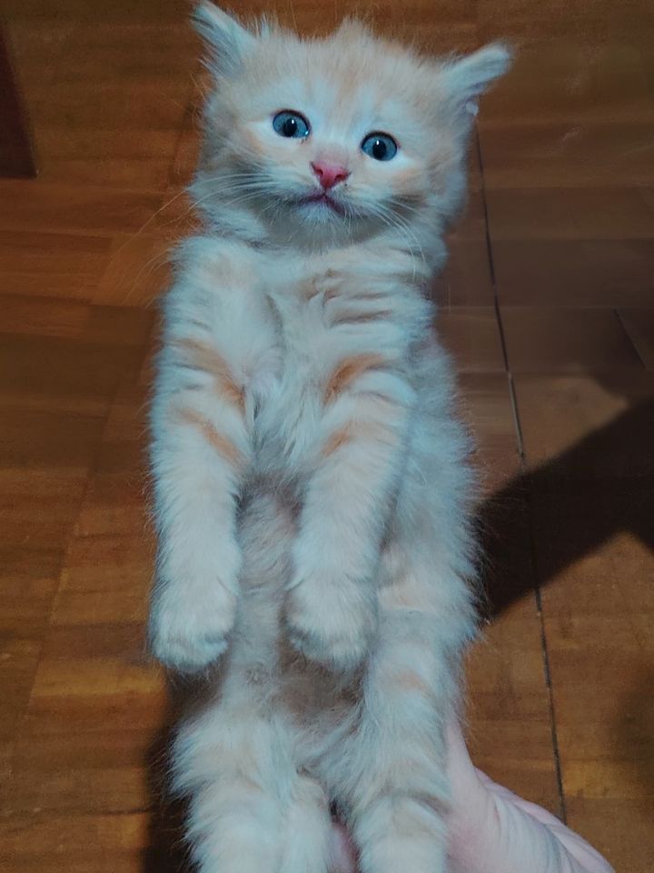 Бесплатно