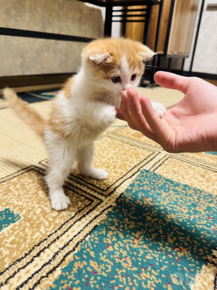 300 000 сум