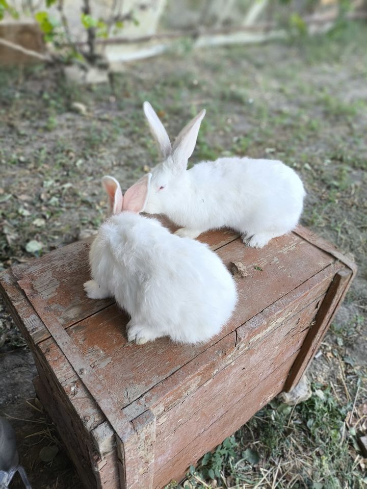 200 000 сум