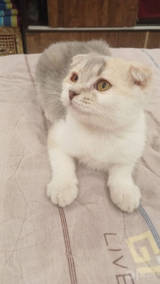 250 000 сум