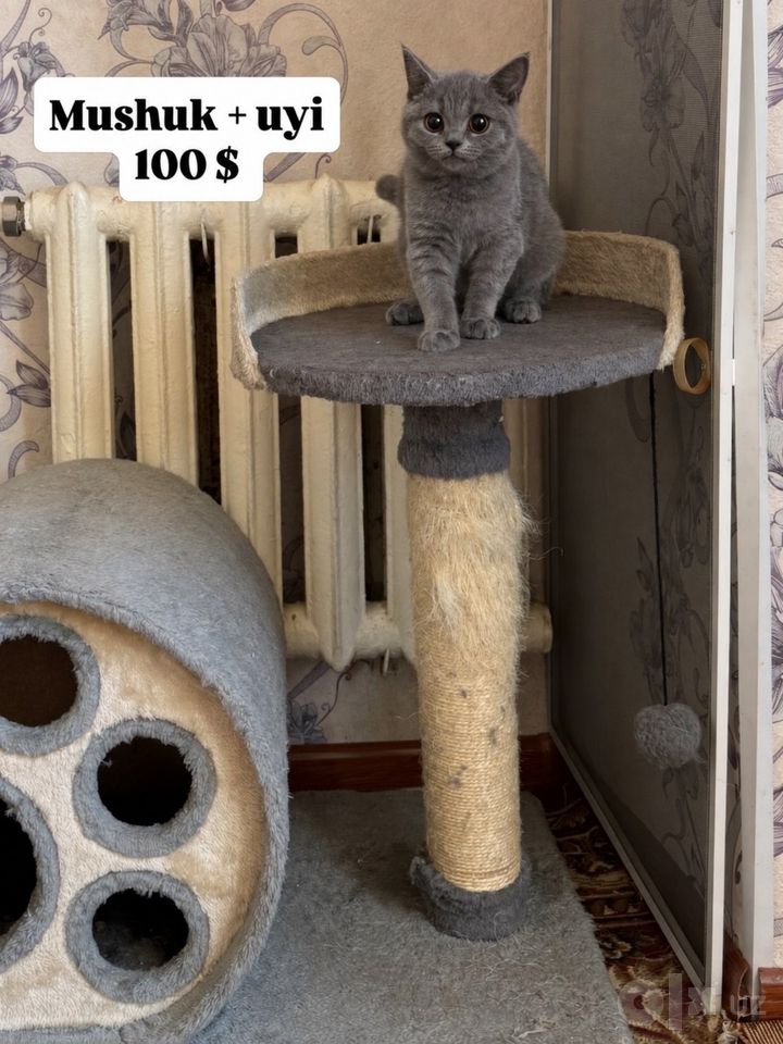 100 USD