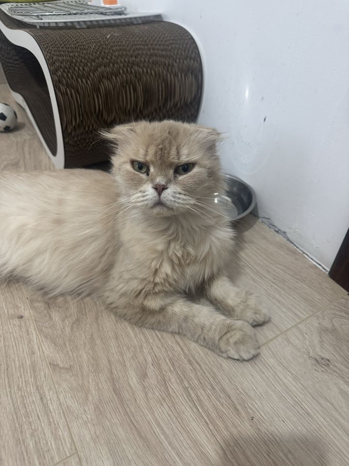 Бесплатно