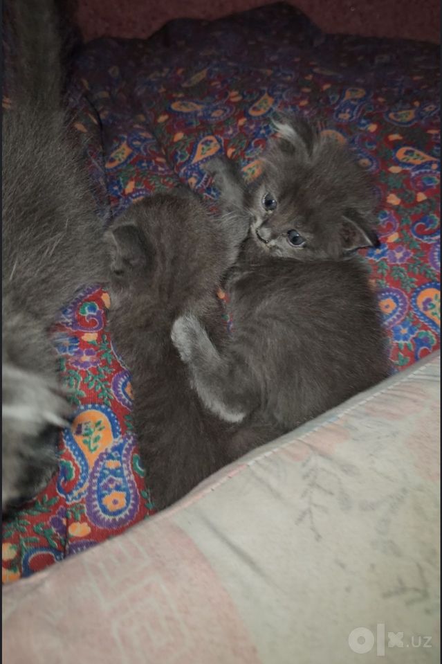 600 000 сум