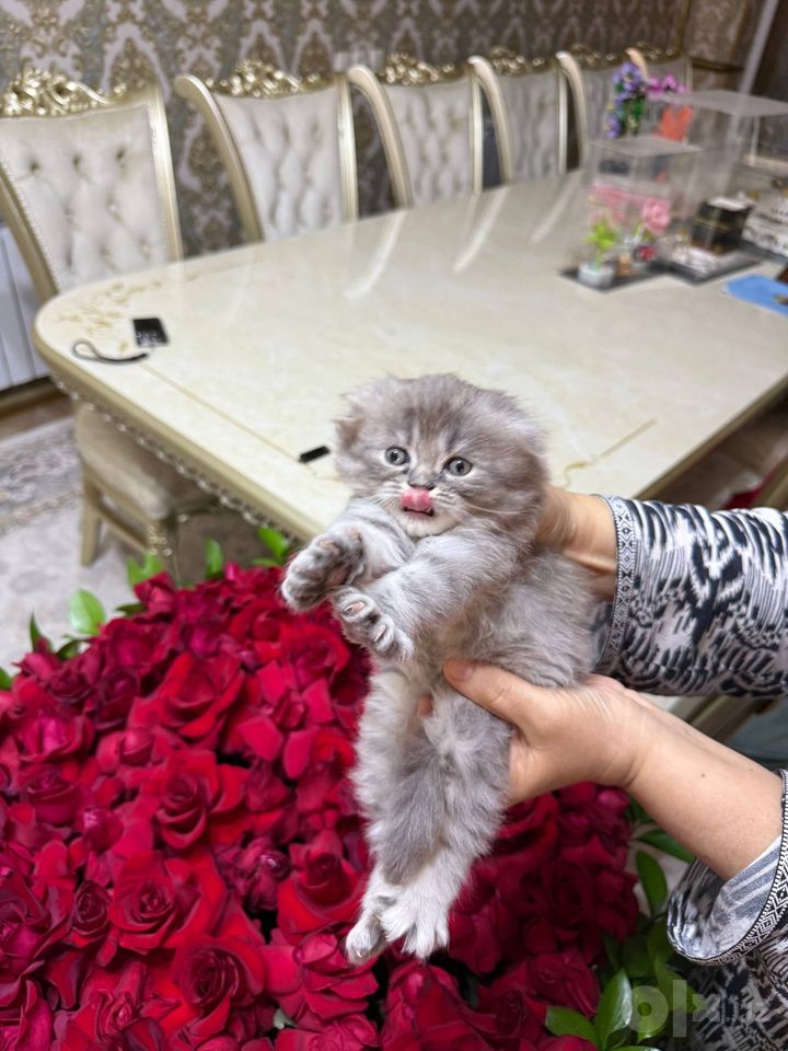 1 200 000 UZS