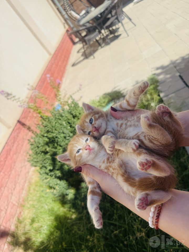 Free