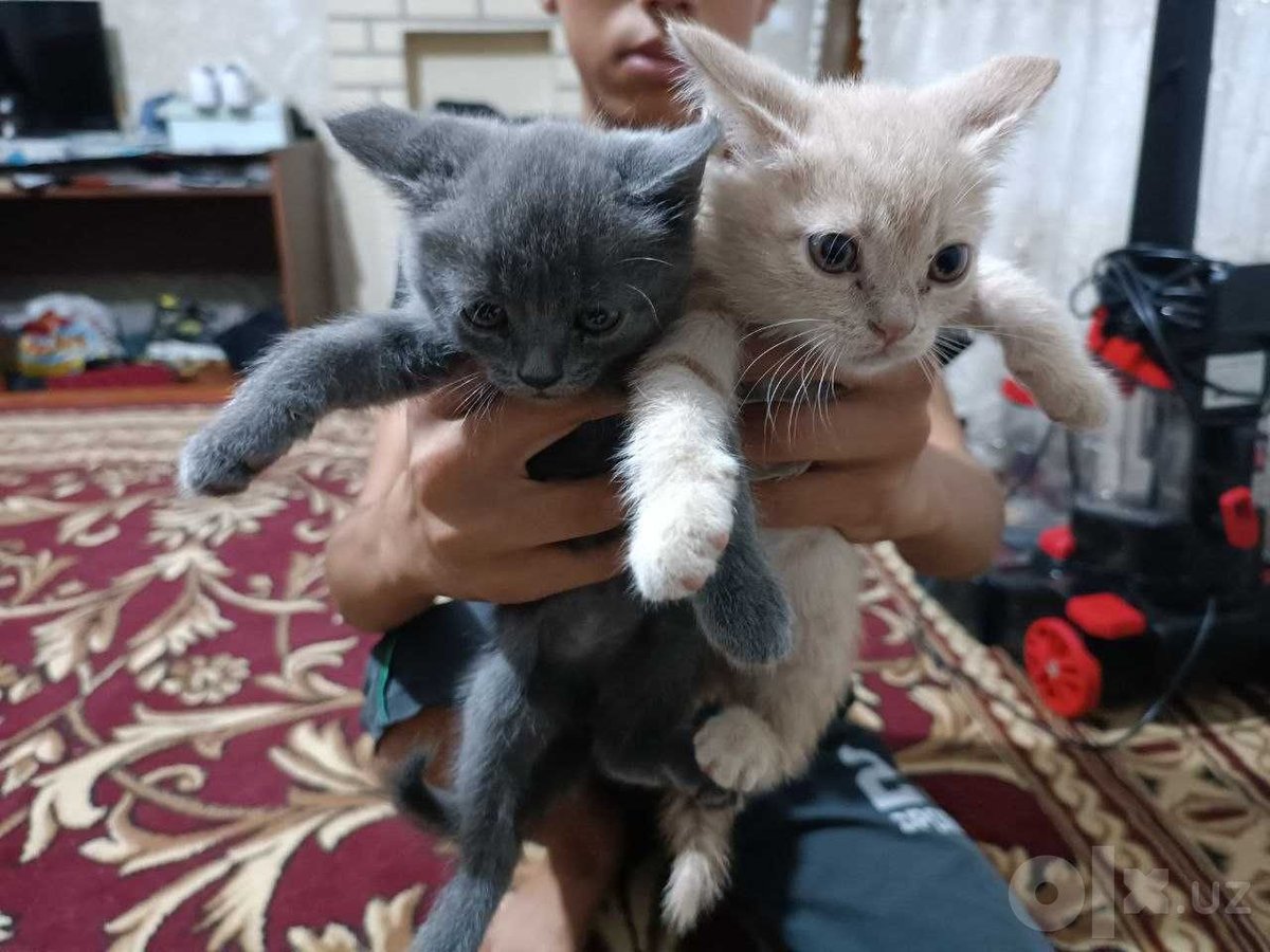 300 000 сум