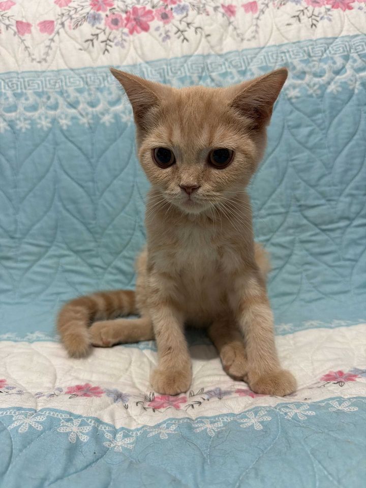 100 000 сум