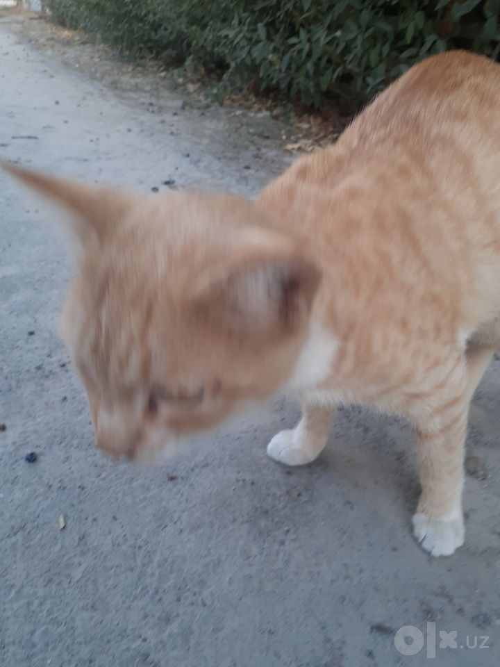 Бесплатно