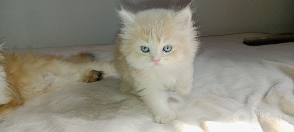 150 USD