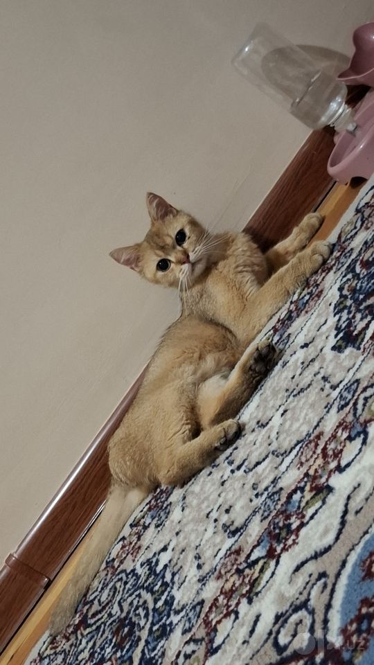 700 000 сум