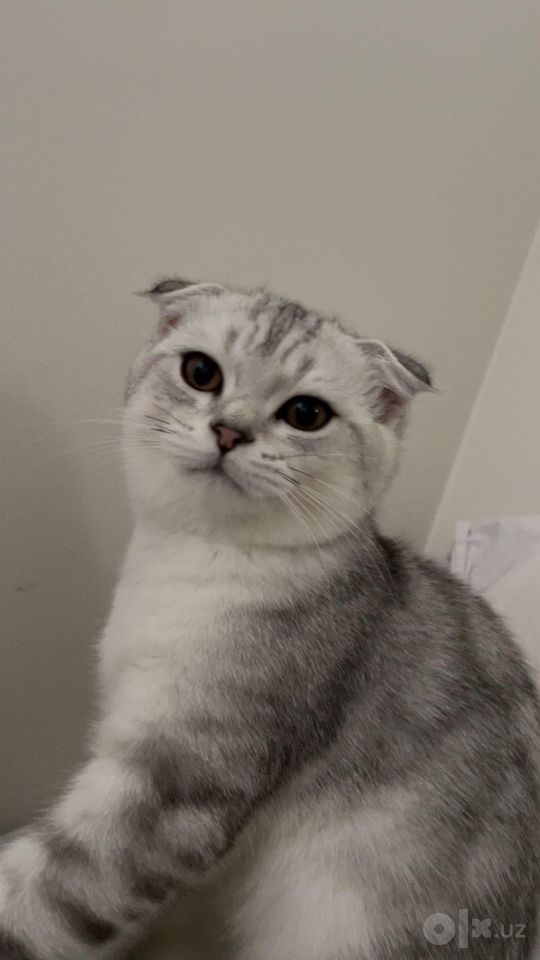 400 000 сум