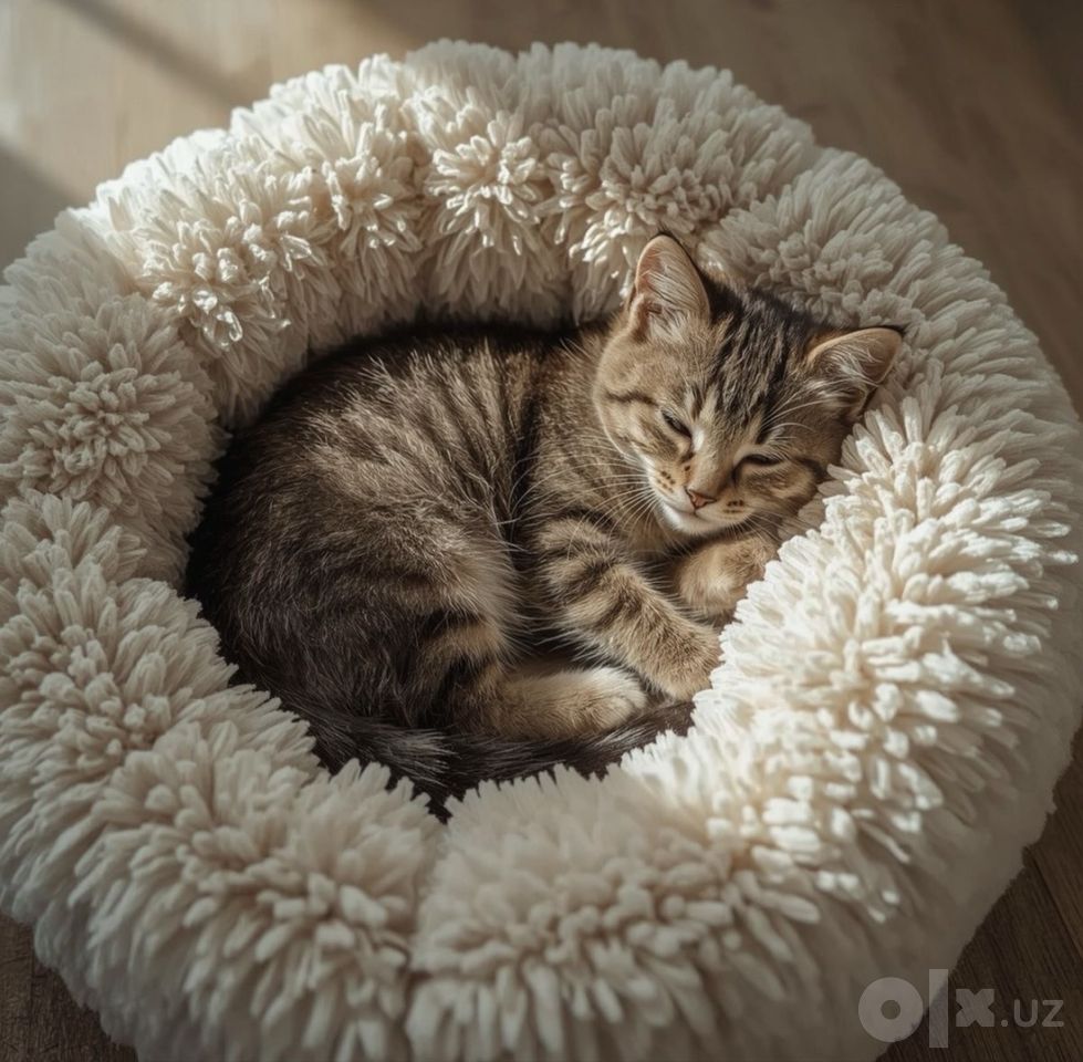 Бесплатно