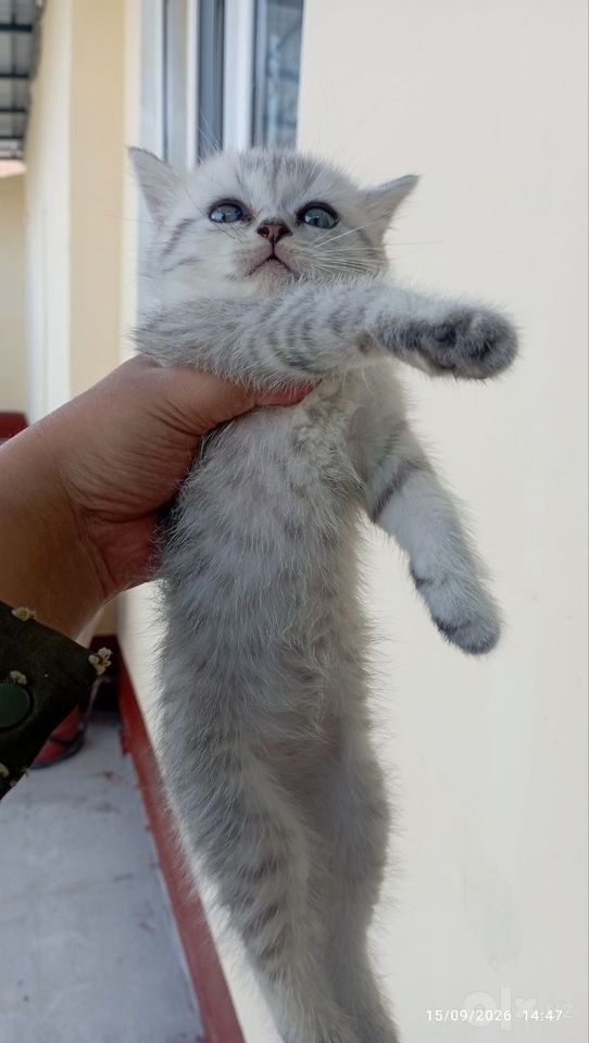 800 000 сум